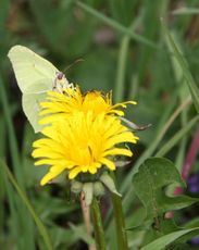 Wiese-Schmetterling-105.jpg